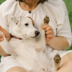 can you give cbd to puppies