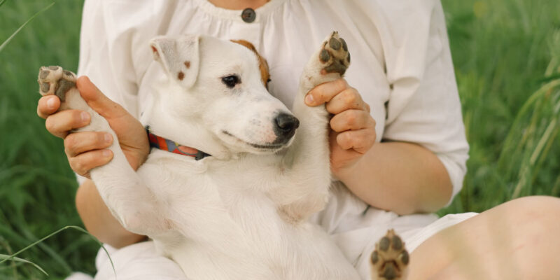 can you give cbd to puppies